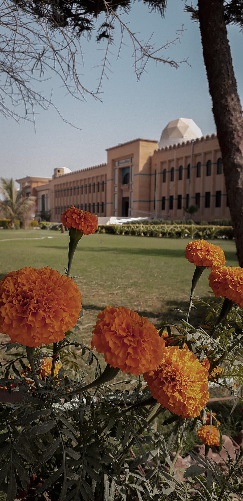 Beautiful institute, beautiful campus, beautiful college, beautiful school,  campus, HD phone wallpaper | Peakpx