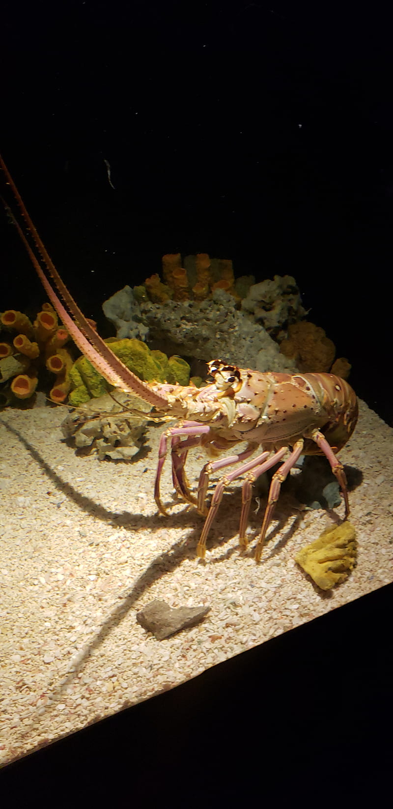 Clawless lobster, aquarium, seafood, HD phone wallpaper