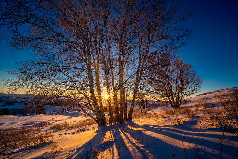 Earth, Winter, Hill, Sun, Sunset, Tree, HD wallpaper