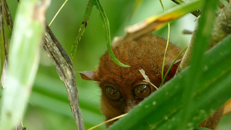 Philippine Tarsier One Of The Smallest Primates Looking Towards The Camera With His Big Eyes Stock Video Footage 00:18 SBV 306846497 Storyblocks, HD wallpaper