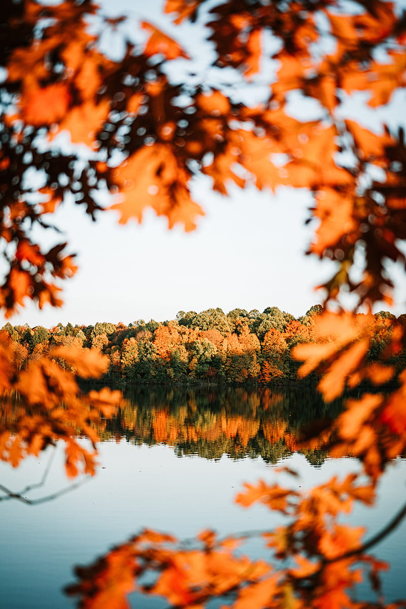 lake, trees, autumn, shore, landscape, HD phone wallpaper