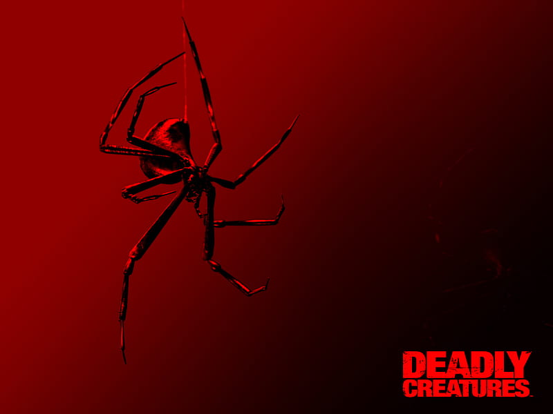 Black Widow Spider (RNB), black, red, spiders, rnb, HD wallpaper | Peakpx