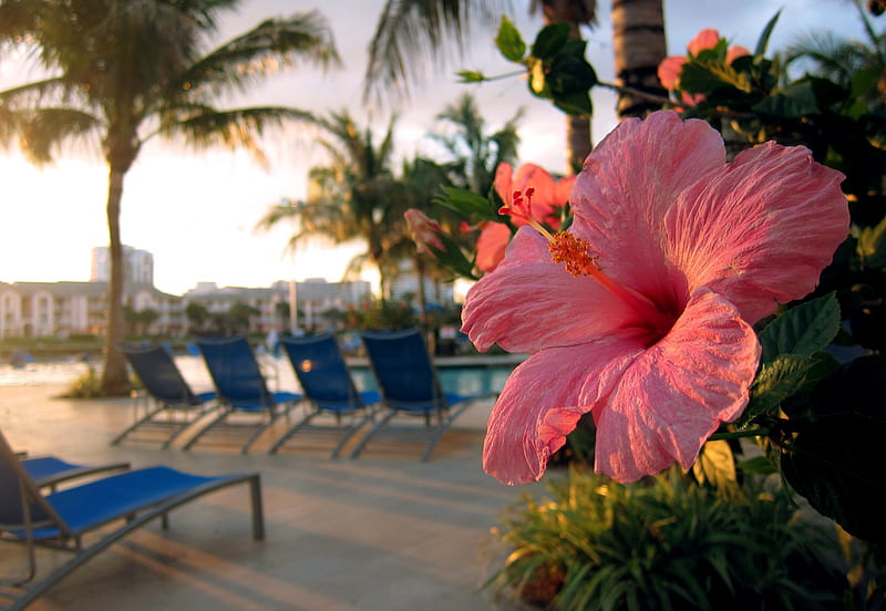 Hibiscus Flower by Pool Hawaiian Evening, islands, exotic, hawaii, hibiscus, dusk, sunset, pool, beach, water, paradise, flower, evening, island, tropical, swimming, hawaiian, HD wallpaper