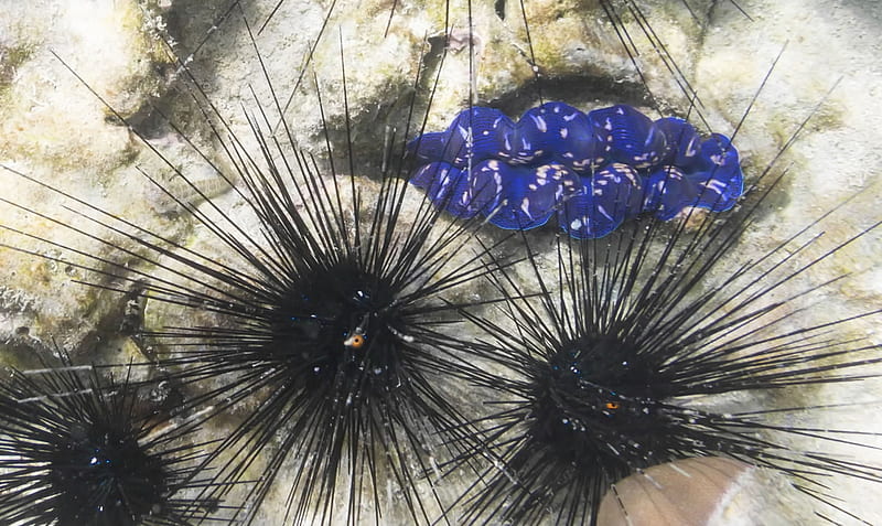 Sea urchins, Animals, Zoology, urchins, HD wallpaper