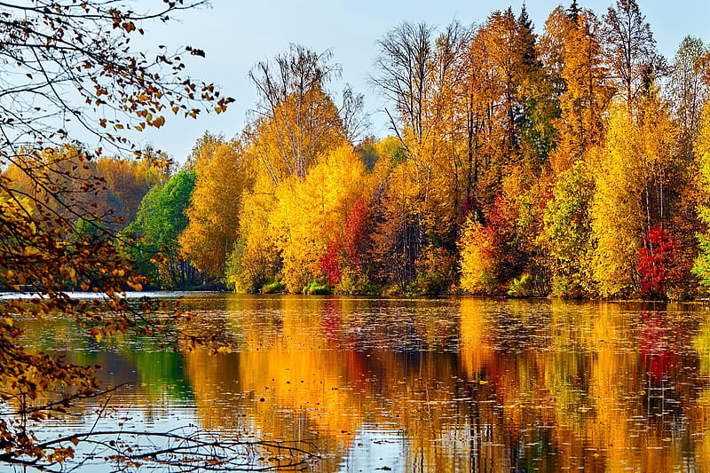 Colors of autumn, forest, fall, autumn, golden, colors, bonito, trees ...