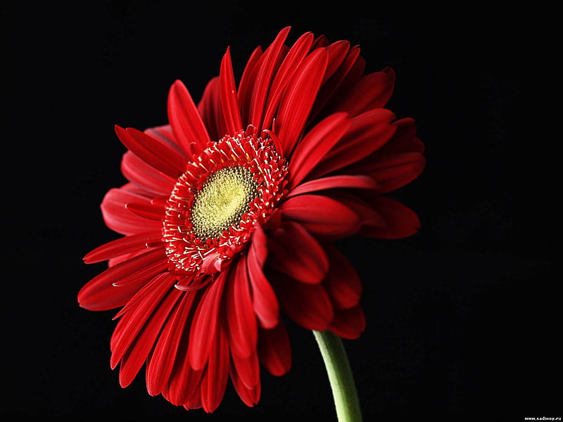Red gerbera, red, pretty, flower, gerbera, nature, petal, HD wallpaper