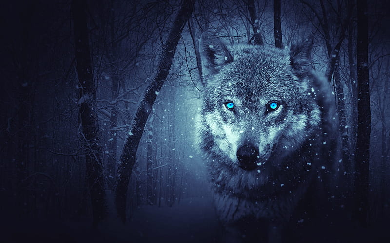 Wolf , Blue eyes, Snowfall, Winter, Night, Forest, , Animals, Dual Monitor Wolf, HD wallpaper