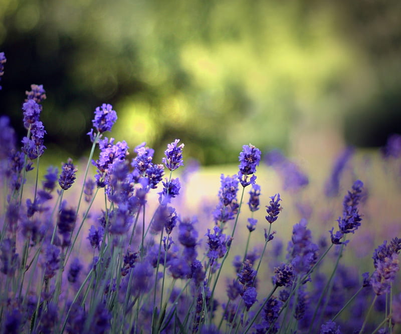 Lavender , flower, grass, lavenda, lavender, meadow, nature, purple, HD wallpaper