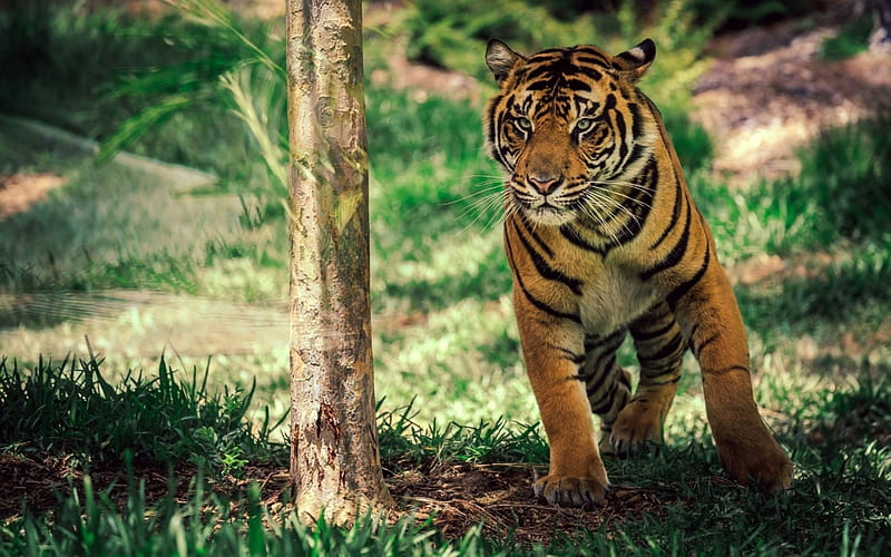 Tiger Cub, babe, fauna, wild, cub, tiger, trees, animal, flora, HD wallpaper