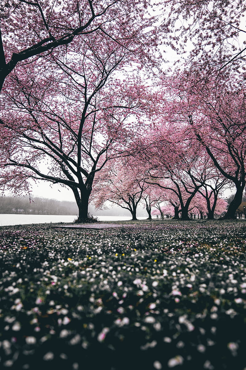 sakura, trees, flowering, flowers, blooming, HD phone wallpaper