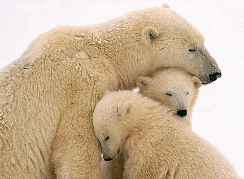 A MOTHER'S LOVE, arctic, polar bears, mums and kids, affection, babies, families, cubs, bears, animals, mothers day, north pole, HD wallpaper