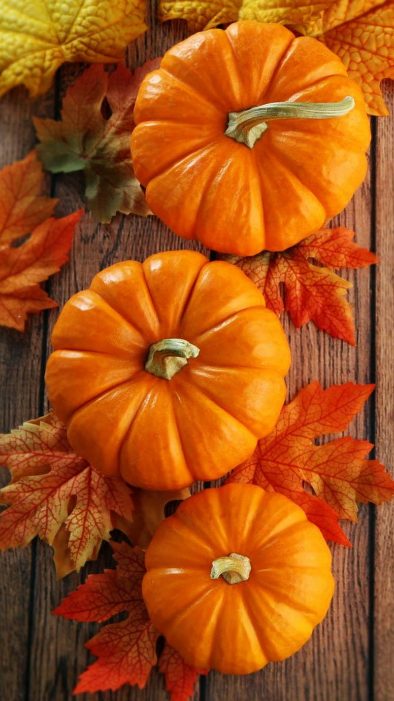 Trefoil Pumpkins, autumn, fall, leaves, pumpkins, HD phone wallpaper