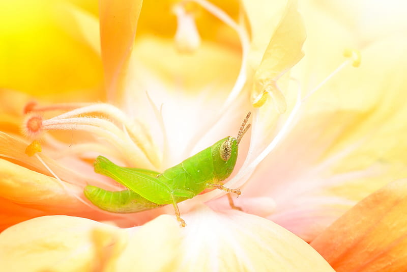 Animal, Grasshopper, Flower, Insect, Macro, Wildlife, HD wallpaper