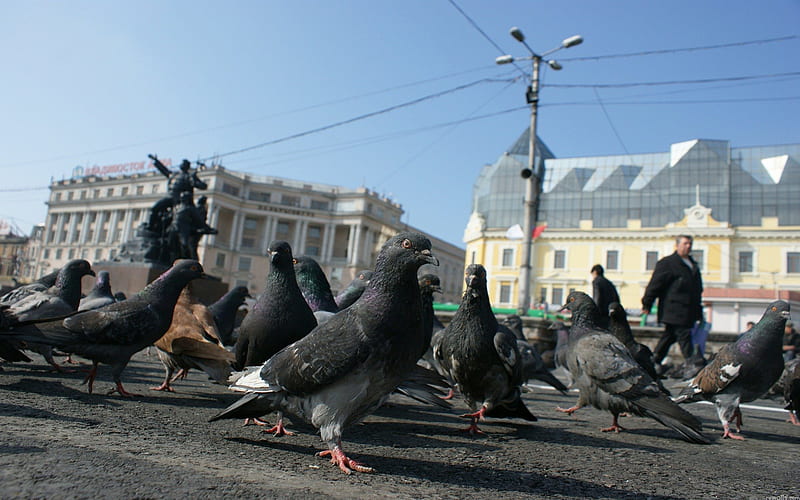 Pigeons, city, food, flock, HD wallpaper
