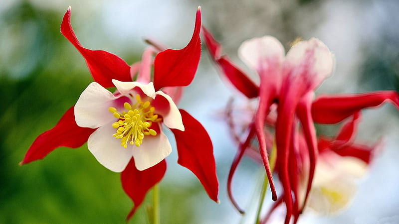 Red and White Columbine FC columbine, romance, bonito, floral, graphy, love, wide screen, flower, beauty, HD wallpaper