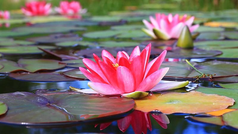 Pink Water Lily Flower With Leaves Flowers, HD wallpaper