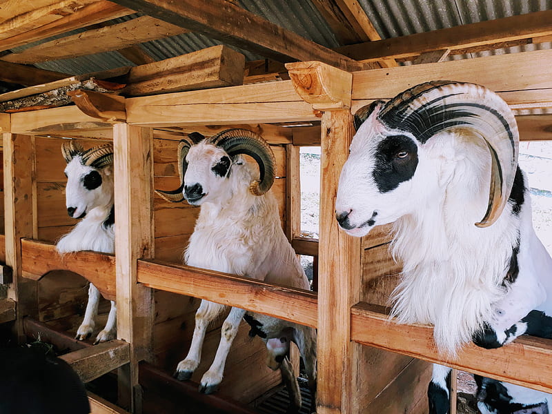 goats, farm, barn, Animal, HD wallpaper