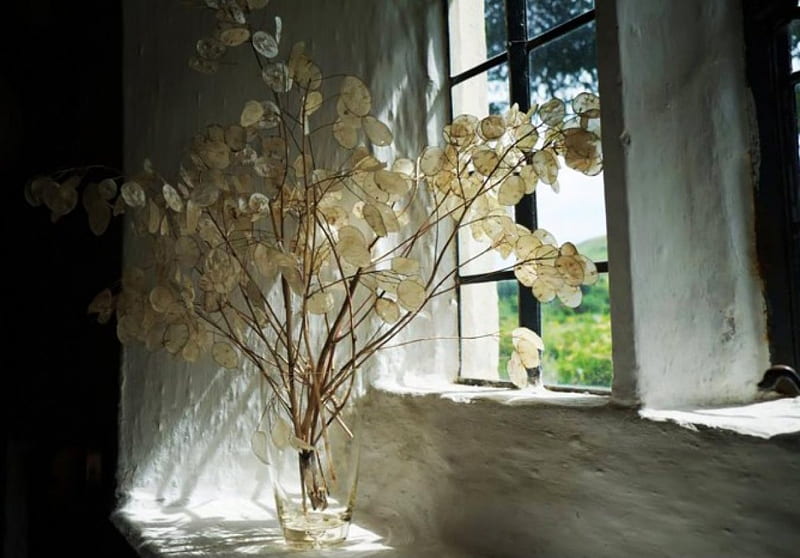 A calm corner next to the window, corner, still life, window, vase, dried flowers, HD wallpaper