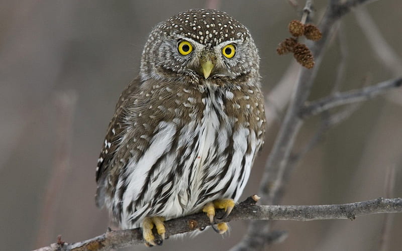 *** Owl sitting on a branch ***, galaz, zwierzeta, sowa, ptaki, HD wallpaper