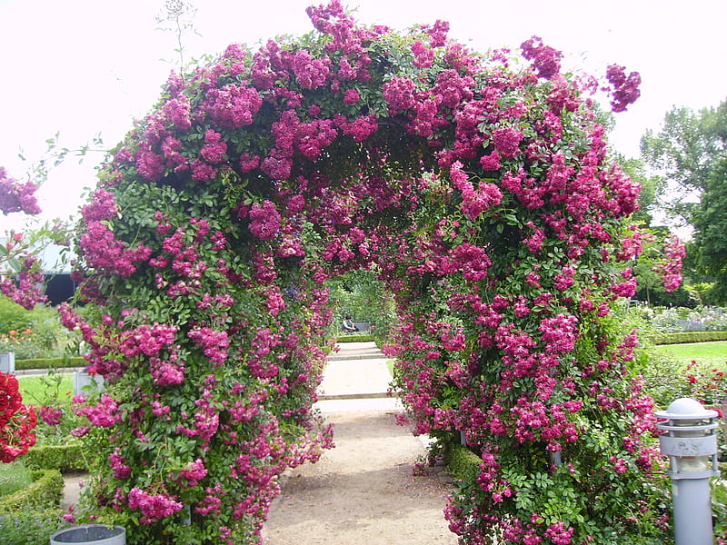 rose arbor, garden, nature, roses, arbor, pink, HD wallpaper