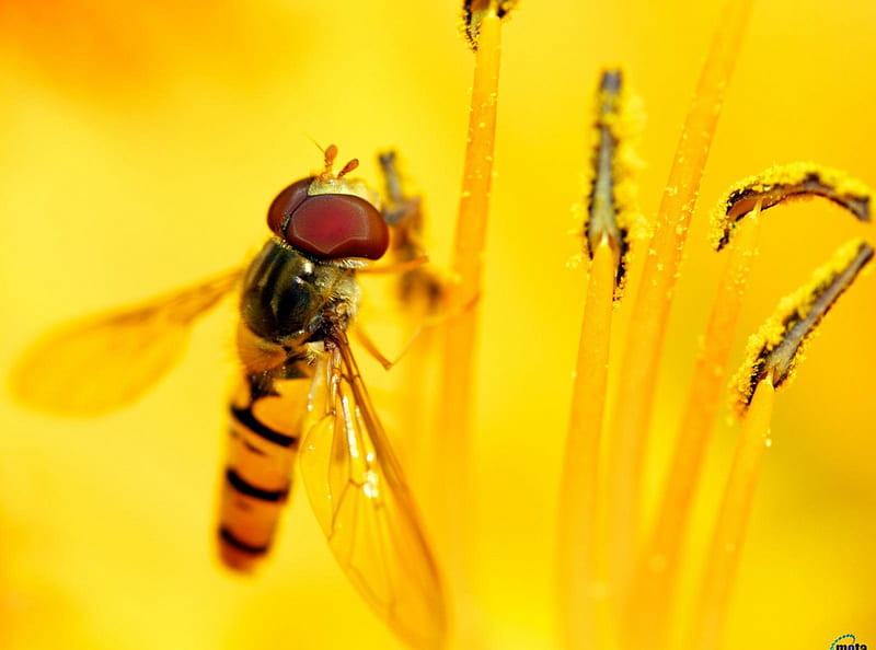 Hoverfly flower flies or syrphid fly, fly, flower, syrphid, flies, hoverfly, HD wallpaper