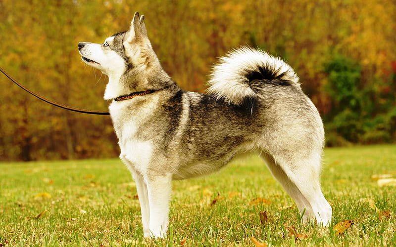 Alaskan Klee Kai, American dogs, pets, big dog, HD wallpaper