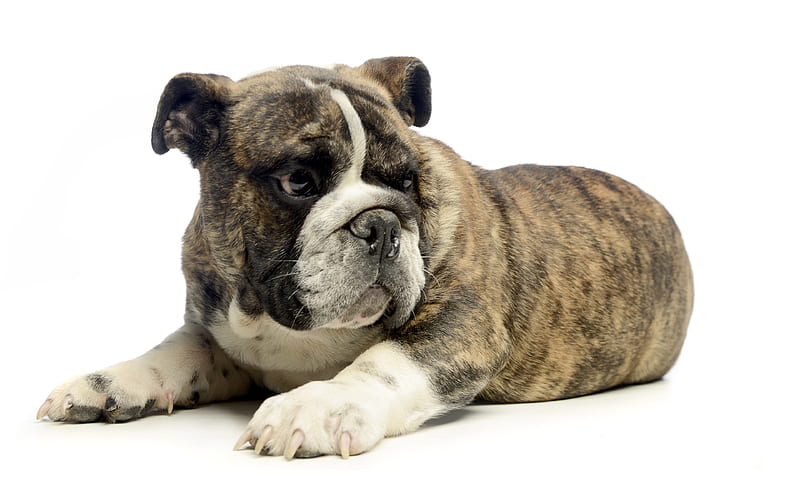 Old English Bulldog, puppy, cute little animals, dog, pets, HD wallpaper