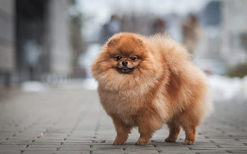 Pomeranian Spitz, brown fluffy dog, pets, cute animals, puppies, dogs, HD wallpaper