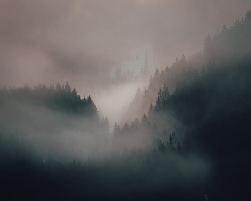 Fog, forest, trees, hills, HD wallpaper | Peakpx