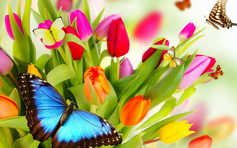 Spring background, colorful, butterfly, bouquet, background, flowers ...
