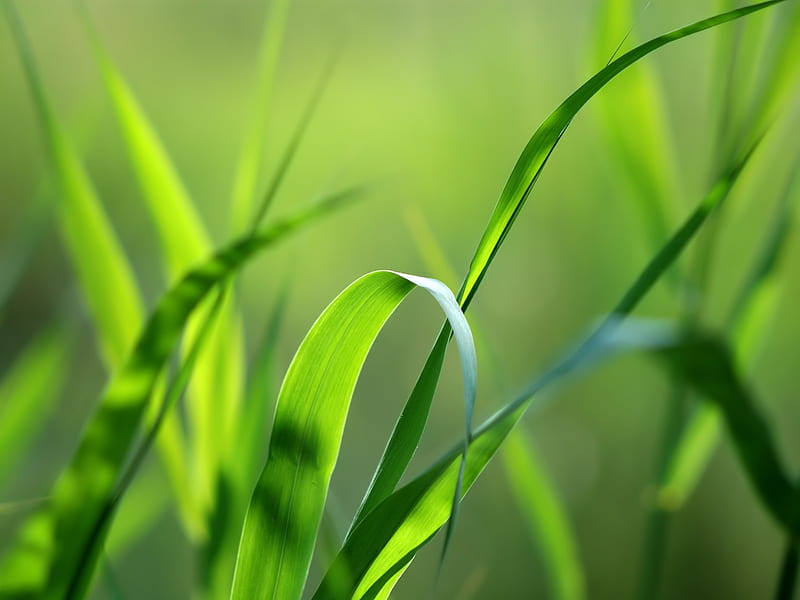 green grass straws-plants graphy, HD wallpaper