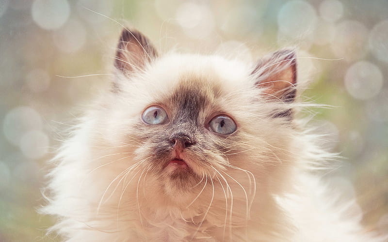 beige fluffy cat, cute animals, domestic cats, portrait, HD wallpaper