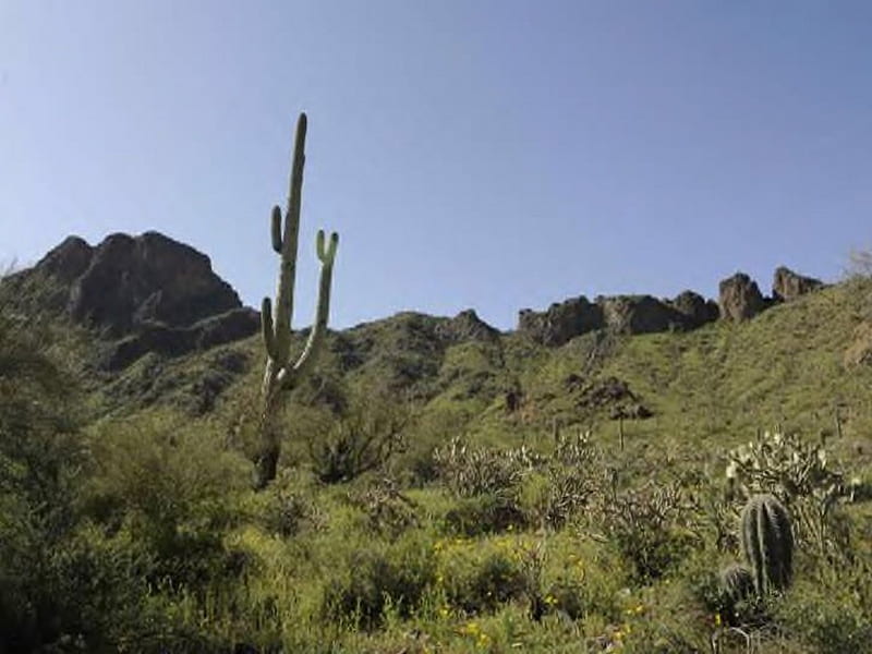 Cactus in the Sonoran Desert, vegetation, desert, sky, cactus, HD wallpaper