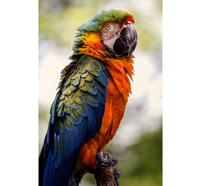 Macaw, ornithology, animal, bird, HD wallpaper
