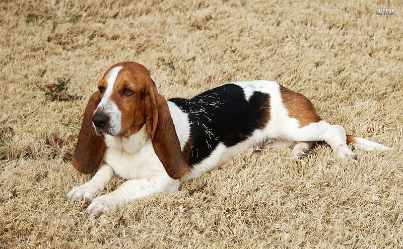 ~The Lazy Dog~, grass, hay, animal, pet, relaxed, lazy, basset hound, dog, laying, HD wallpaper