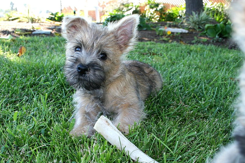 Are You Sure It Wont Hurt Me?, cute, cairn terrier, puppy, dog, animal, HD wallpaper