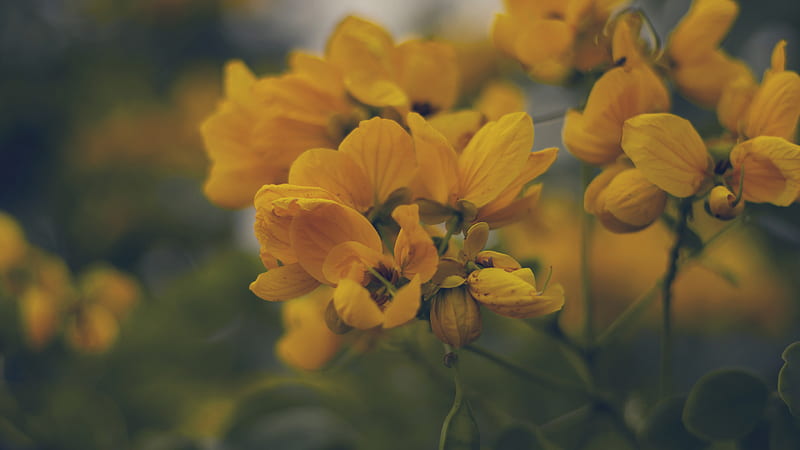 Gay yellow flowers , greenery, nature, soothing, HD wallpaper
