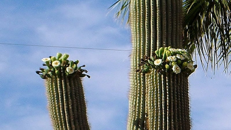 Saguaro Cactus in bloom, Desert, Cactus, Saguaro, Arizona, Flower, HD wallpaper