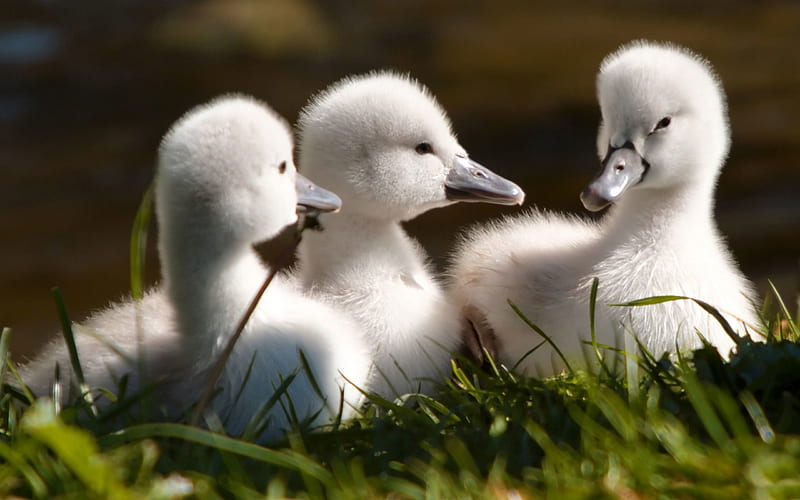 baby swans, swan, bird, grass, baby, HD wallpaper