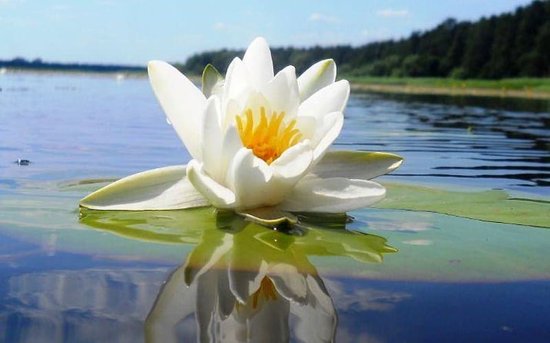 Waterlily, Latvia, reflection, lake, white, HD wallpaper