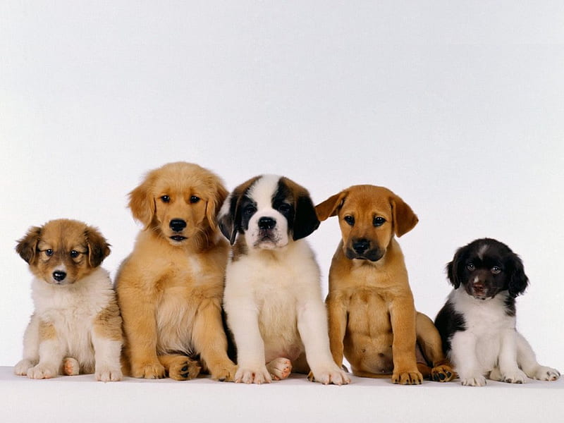 Adorable dogs, pet, sweet, puppy, dog, HD wallpaper