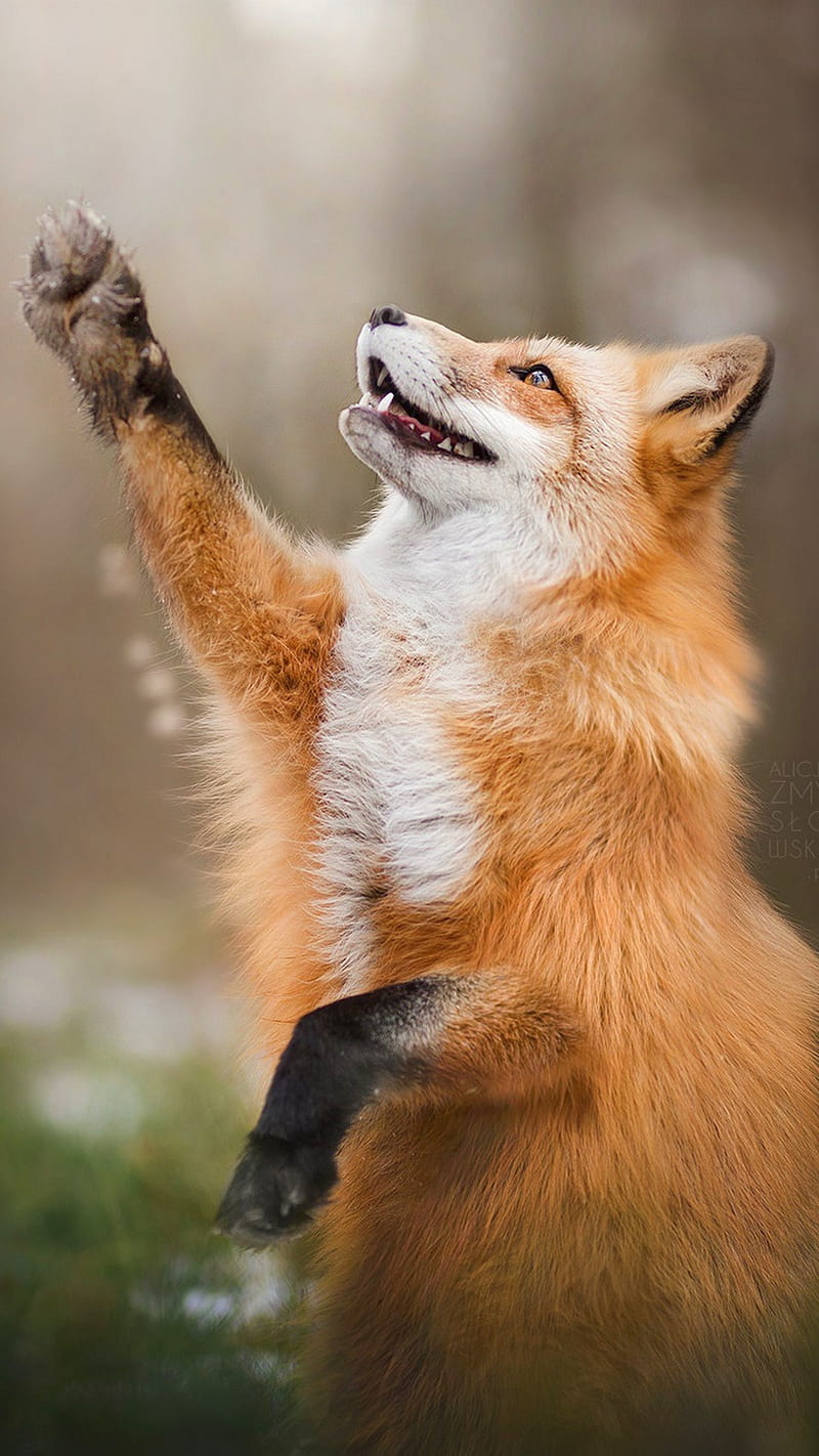 Happy Fox, foxes, animals, coyotes, wild, animal, nature, HD phone wallpaper