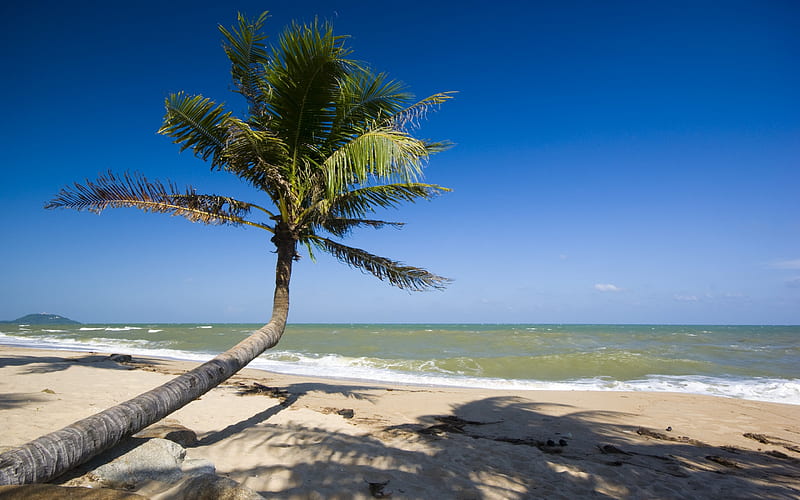 palm tree, beach, tropical island, summer, waves, seascape, HD wallpaper