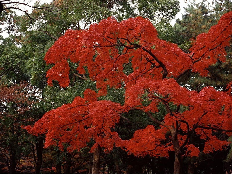 tokyo blossom, red, tree, blossom, tokyo, HD wallpaper