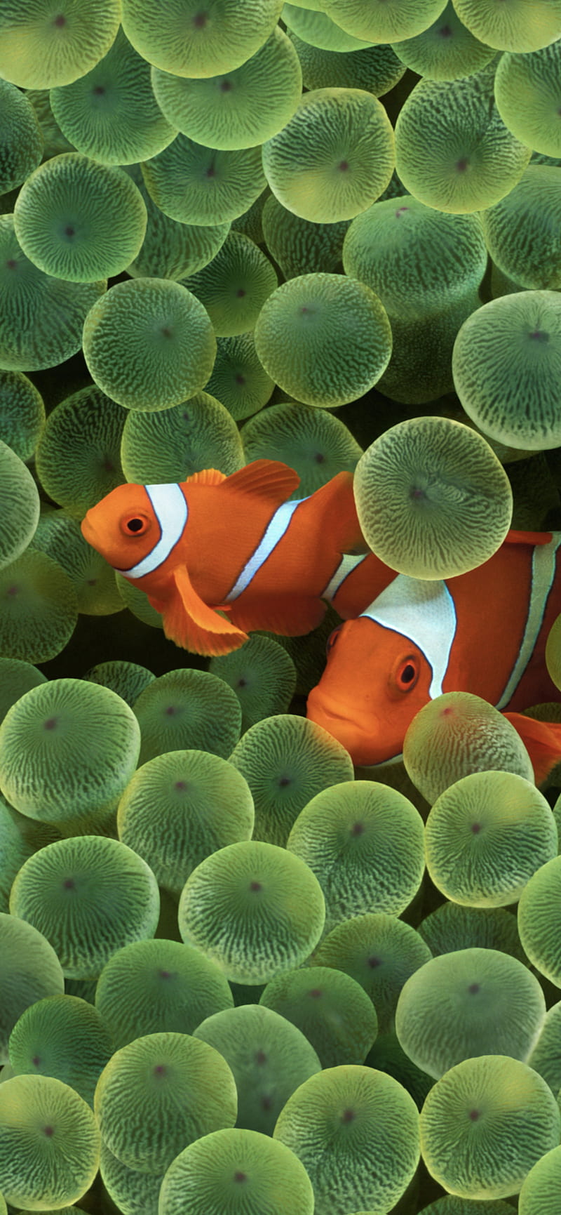 iOS 16 includes clownfish from original iPhone, HD phone wallpaper
