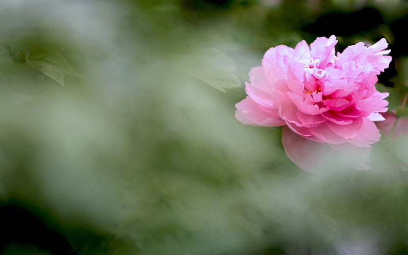 bright peony flower graphy s 02, HD wallpaper