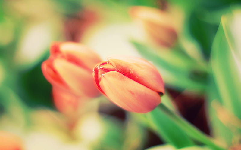 The color pact, micro, red, green, orange, flowers, nature, tulips, fragile, HD wallpaper