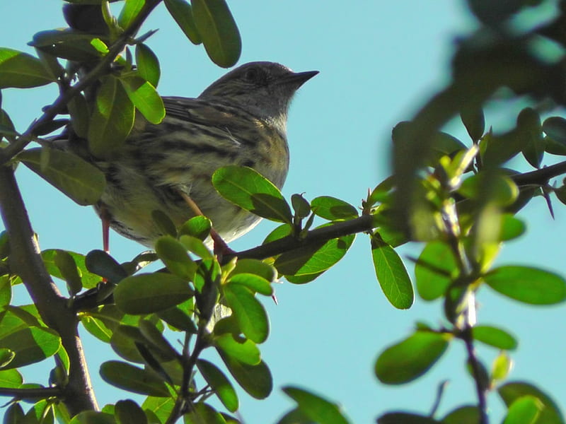 Dunnock, birds, sparrows, animals, HD wallpaper