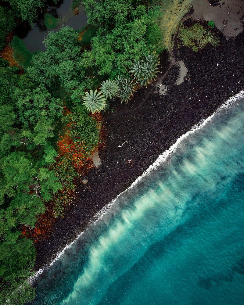 beach, aerial view, trees, tide, HD phone wallpaper
