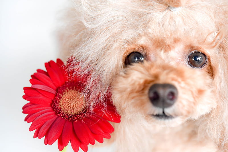 Dogs, Poodle, Dog, Flower, Gerbera, HD wallpaper